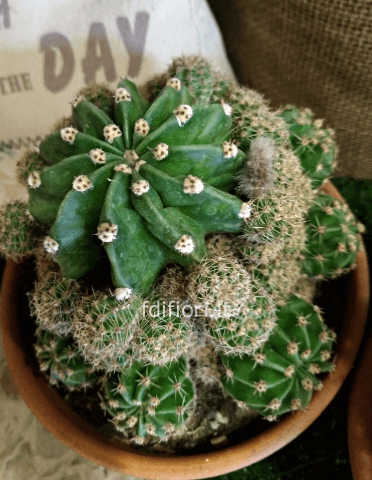 Pianta grassa, vaso diametro 12/14 cm.