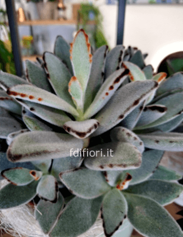 Pianta di Kalancoe Tomentosa o Var. Thyrsiflora