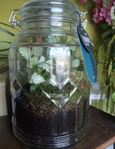 Terrarium taglia S