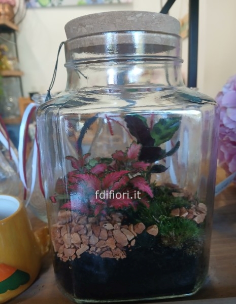 Terrarium taglia M - vaso rettangolare
