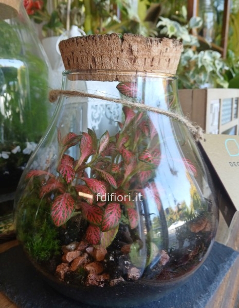 Terrarium taglia M - vaso a goccia