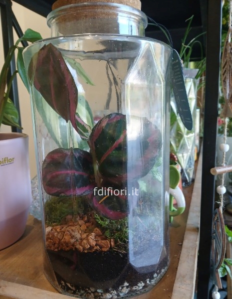 Terrarium taglia L - verificare la disponibilità in negozio vista la grande richiesta