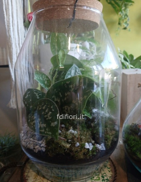 Terrarium taglia XL